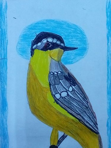 Bird. Vestvian warbler