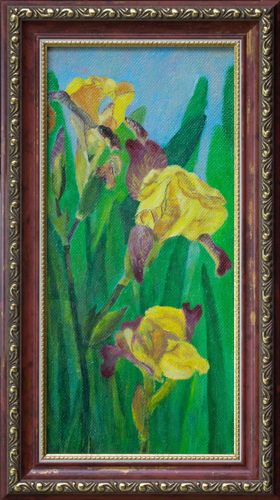 Iris gialli