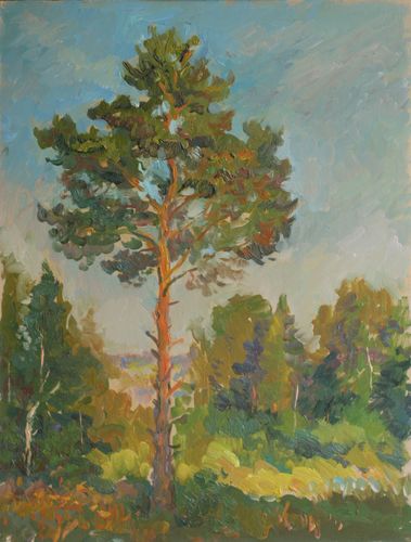 Kiefernbaum (aus der Natur) Izhevsk 23. August 1997.